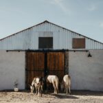 el-papel-de-los-bosques-en-la-lucha-contra-el-cambio-climatico